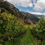 wine-tourism-andorra